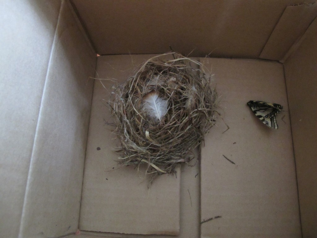 When we got home one night, someone had left in our mailbox a bird’s nest inside a cardboard carton. This sort of thing didn’t happen before we started the Notebook, but nowadays people bring us squirrel sculls, dead beetles, you name it. And we love it.
