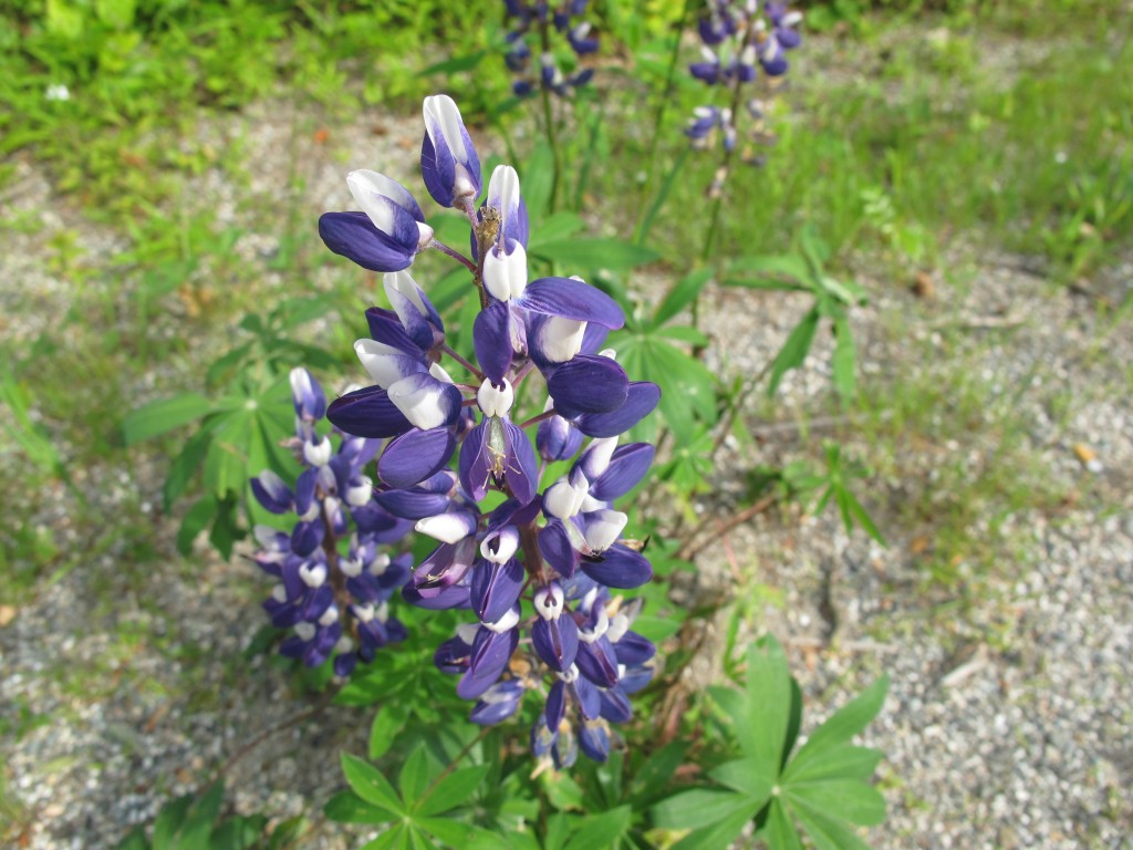 Pamelia and I took time for a walk and came across this two-toned lupine. Our part of Maine is filled with lupines right now.