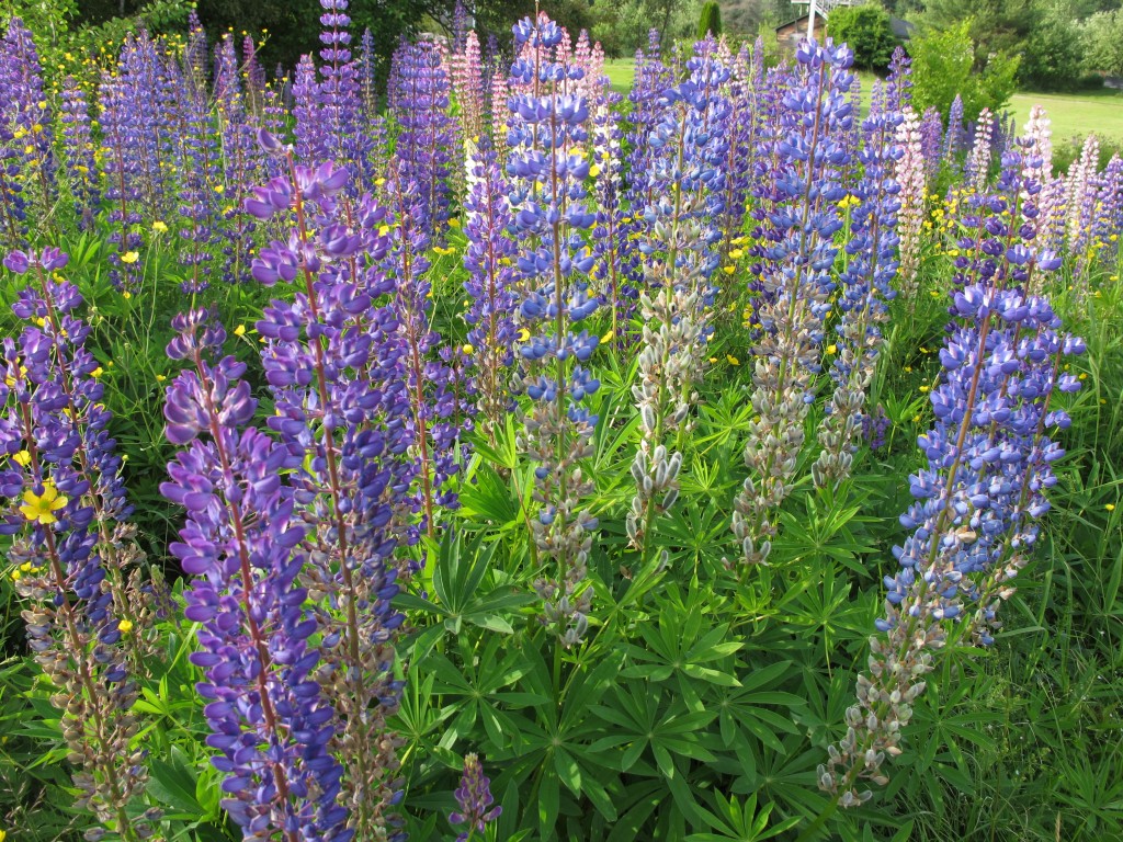 As I said, lupines are in profusion around here. The flowers were given the name lupine—from the Latin word for wolf—because they are invasive and, in the words of one source, can ravage the land on which they grow. In a lovely way.