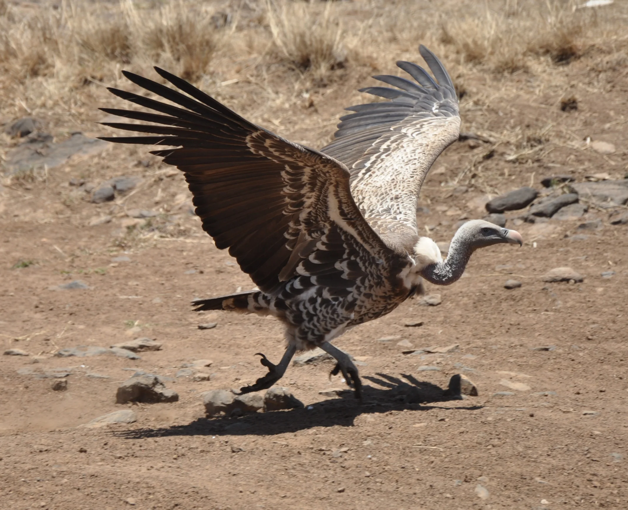 This is the world's highest-flying bird, the Ruppell's griffon vulture, which lives in Africa. I must say, it does not at all resemble my old contemporary Eduard Ruppell!