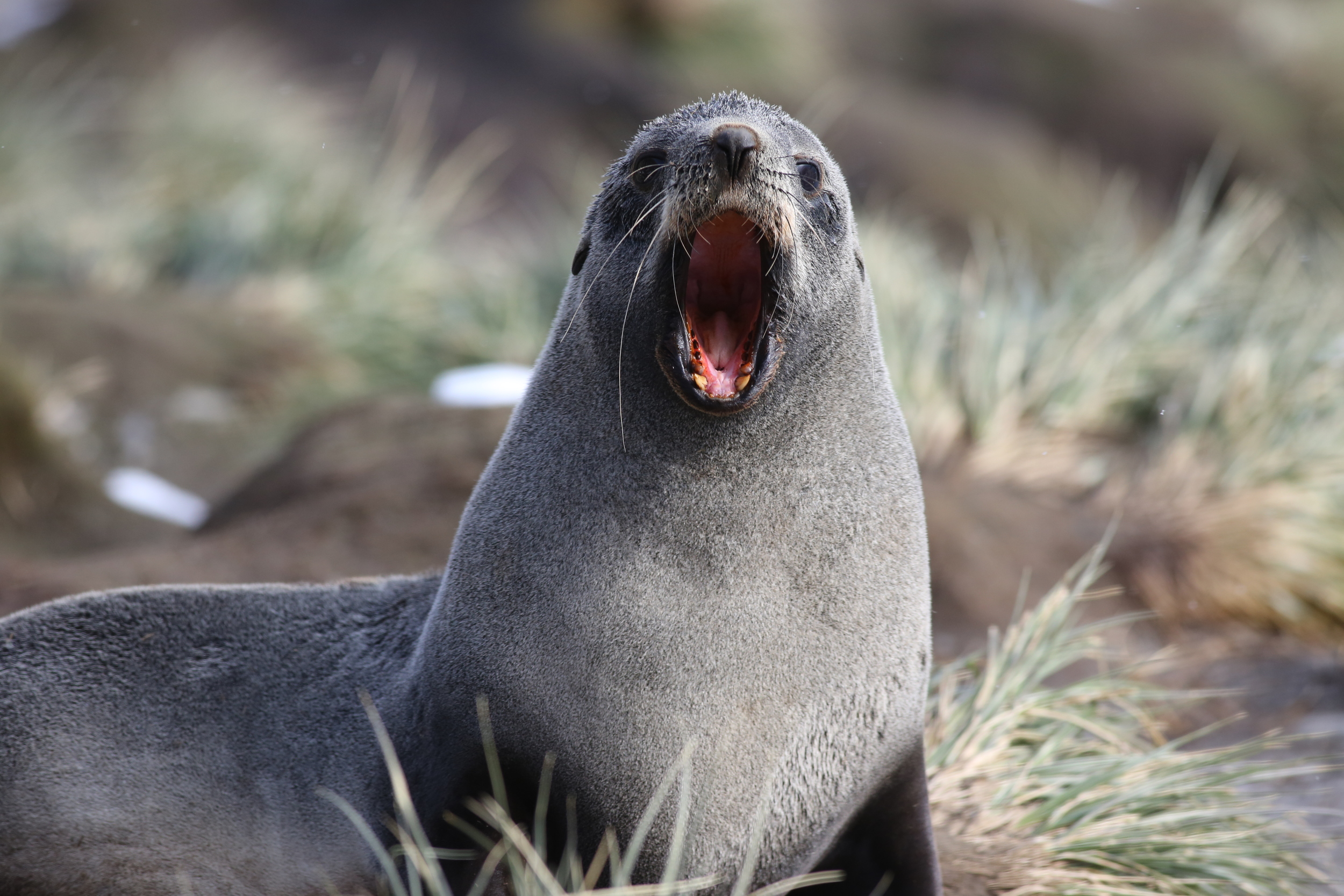 Don't Mess With a Fur Seal — The Naturalist's Notebook