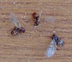One type of gall wasp. There are more than 800 species of them in North America.