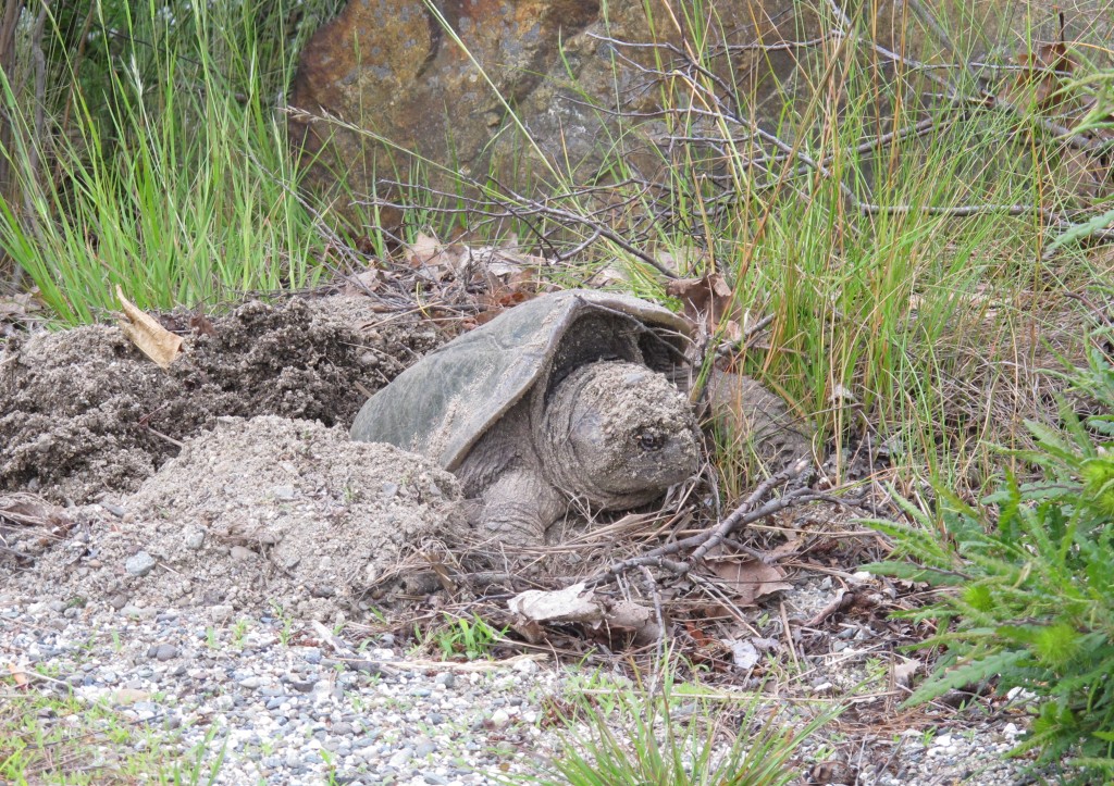 The three turtles had dug holes in which to lay their eggs.