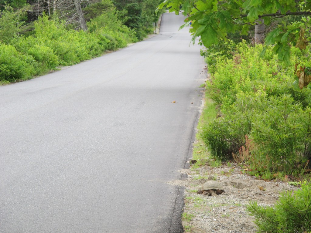 They were perilously close to the road.