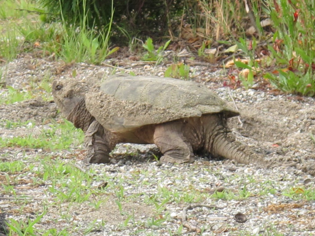Pamelia estimated that the turtles’ shells were between 10 and 12 inches long.