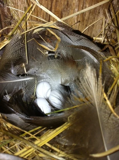 Can you guess which bird made this?