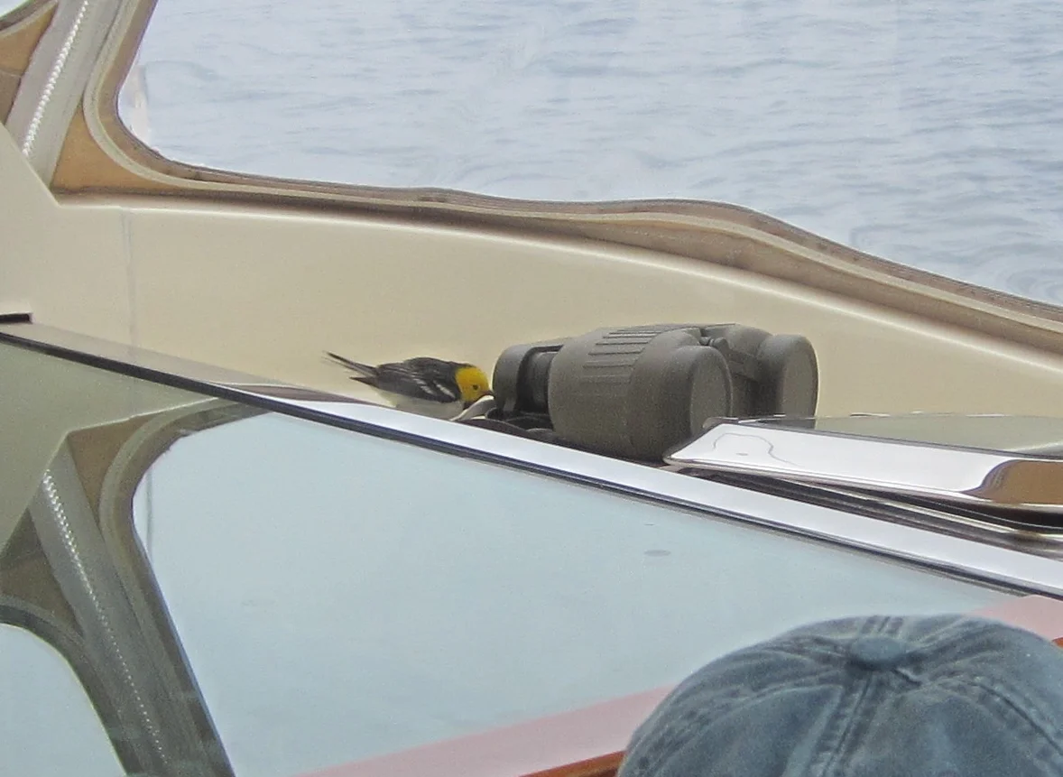 Birds have sharp vision, but this hermit warbler seemed eager to try out the binoculars while hitching a ride recently on a boat off the Southern California coast with Notebook correspondent Kathy Weathers.