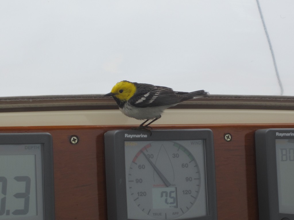 A clearer shot of the hermit warbler, a species that tends to live in the tops of the West Coast’s tallest trees.