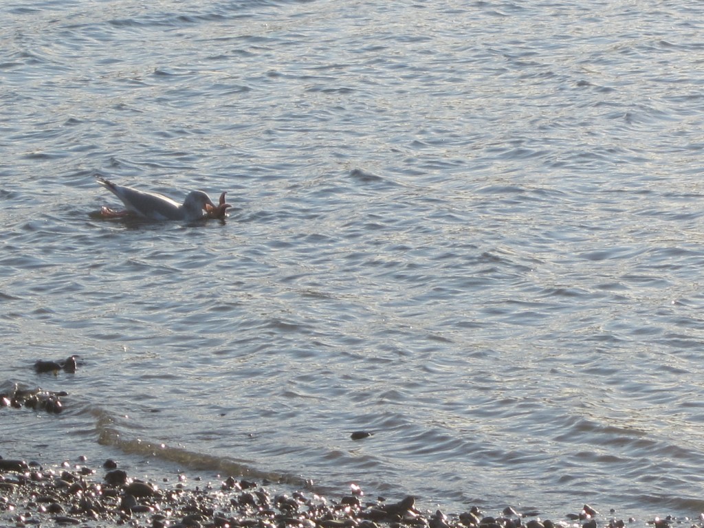 Kathy spotted this gull devouring a sea star near Bar Island off Bar Harbor here in Maine.