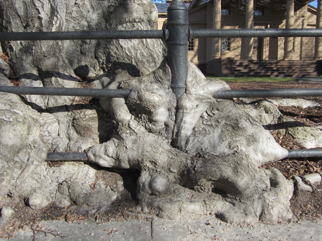 Lava flow? No, a tree that has grown around a fence outside the Redwood Library and Athenaeum in Newport, Rhode Island, where Kathy saw and photographed it.
