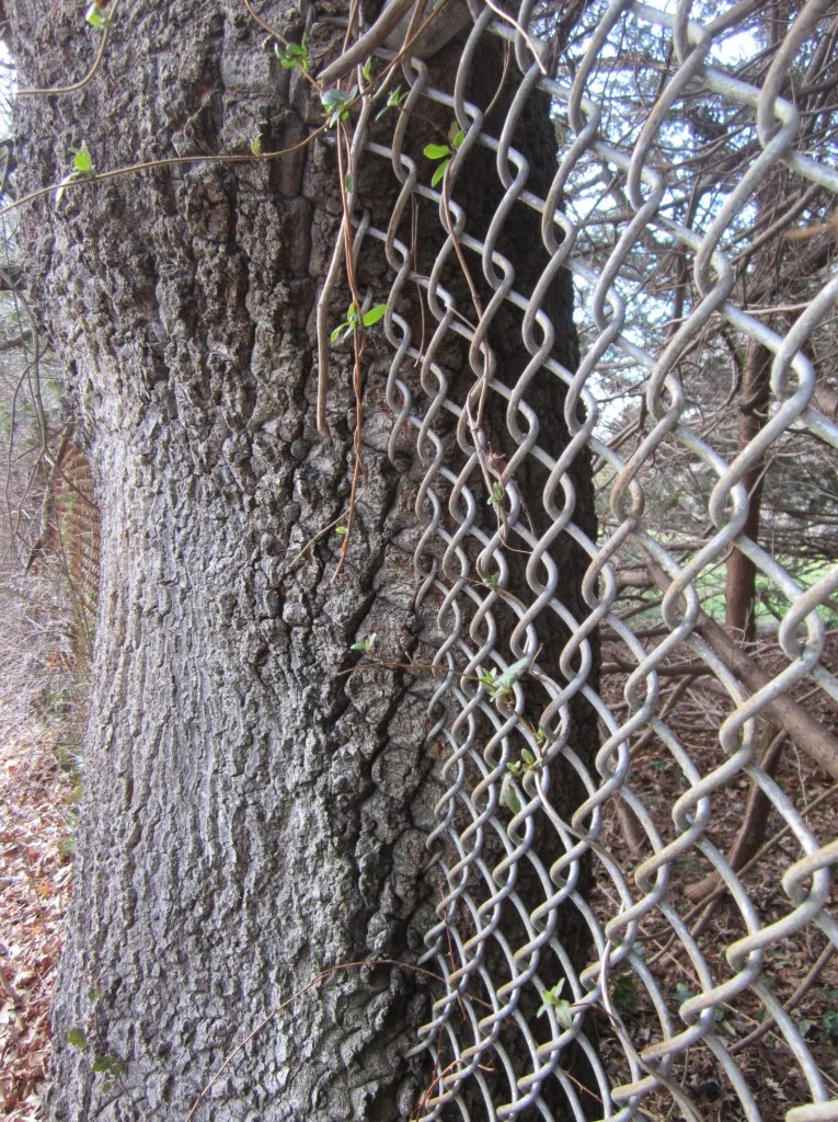 Kathy also photographed another fence-swallowing display by a different tree.