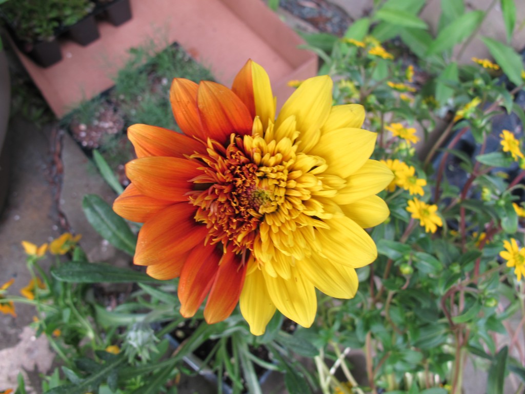 The flowers include a gazania with a two-toned blossom. I’d never heard of a gazania, but it’s a member of the aster family and is native to South Africa. It’s sometimes called the African daisy.