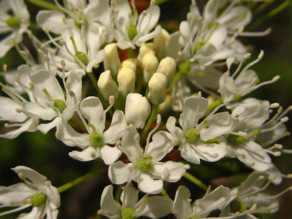 This is Labrador tea, part of the heath family. As the name suggests, its leaves can be brewed into herbal tea; if kept in a closet or drawer, they also can keep moths away from clothing.