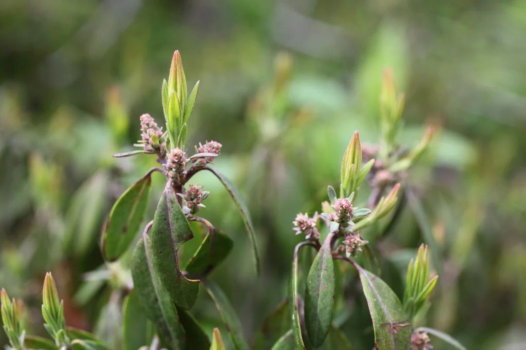 Caitlin came upon this sheep-laurel, which because of its toxicity to animals is sometimes known as lamb-kill, sheep-kill or calf-kill. Meat from an animal that has eaten sheep-laurel can itself be toxic. The nectar can even produce toxic honey!