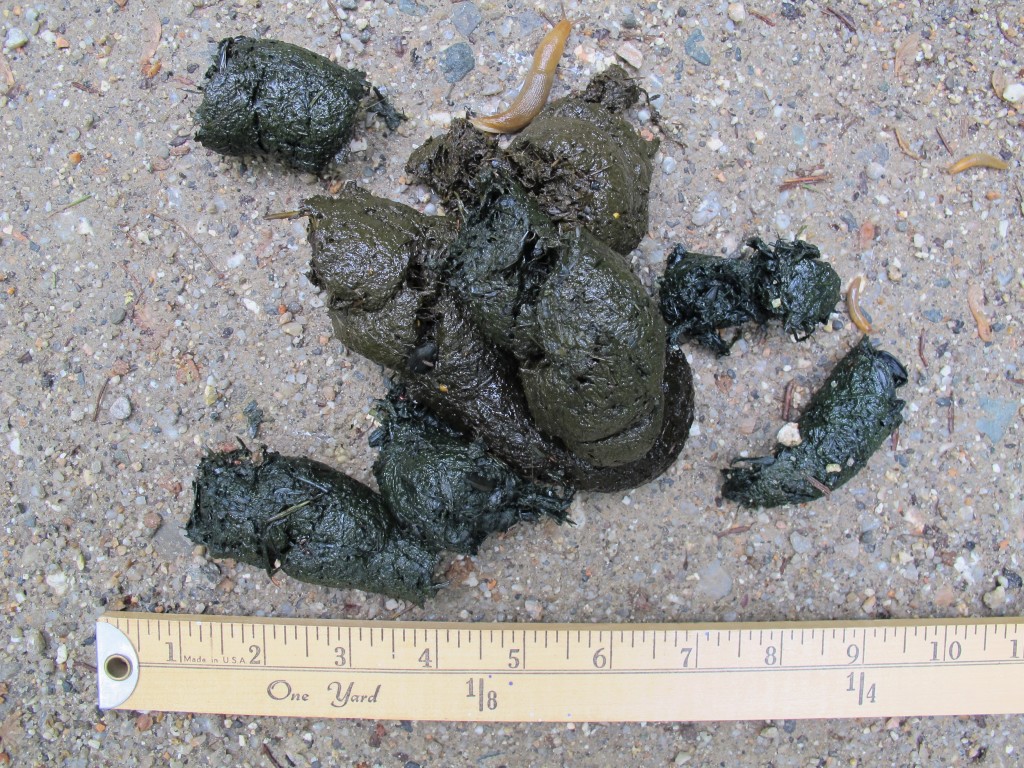 Real scientists measure bear scat crosswise with calipers because the diameter helps reveal the animal’s size. I had only a yardstick, but I estimated the width of some of this as more than an inch and a half—definitely from a grown-up.