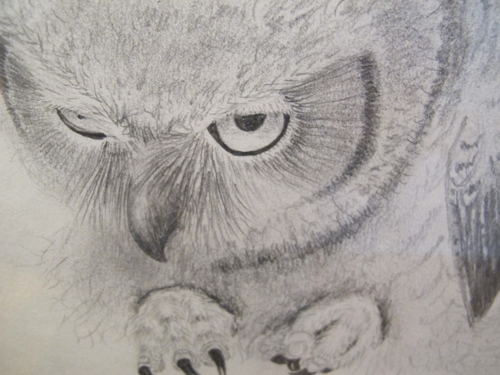 A detail in one of the Bernd Heinrich illustrations we’ll be showing.