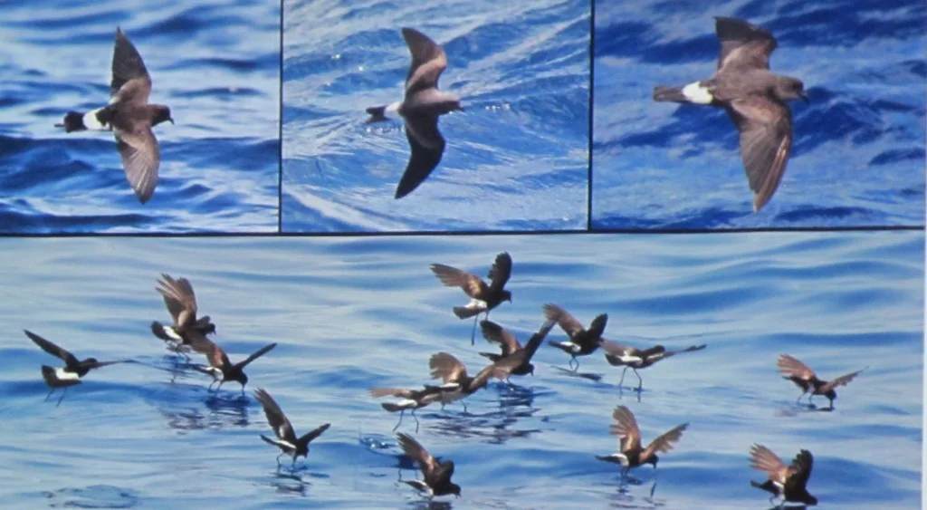 What are these birds? They were among the types shown during a bird-I.D. panel discussion at the Acadia Birding Festival on Thursday. O.K., we’ll tell you. They’re storm petrels.