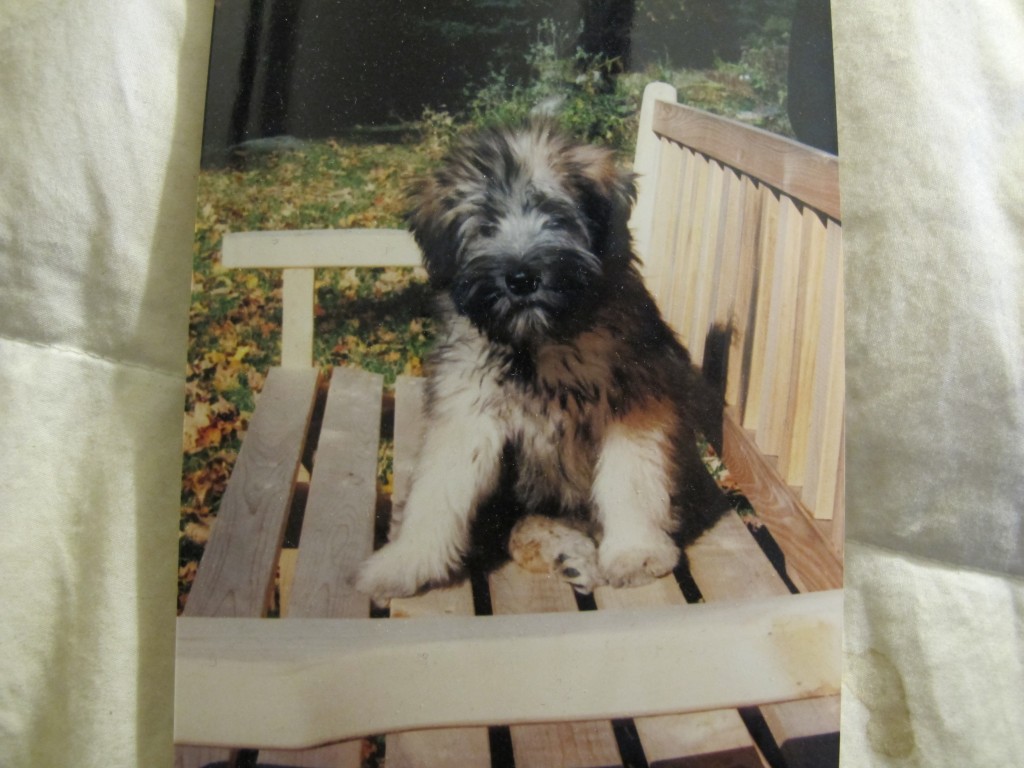 Wooster as a puppy.
