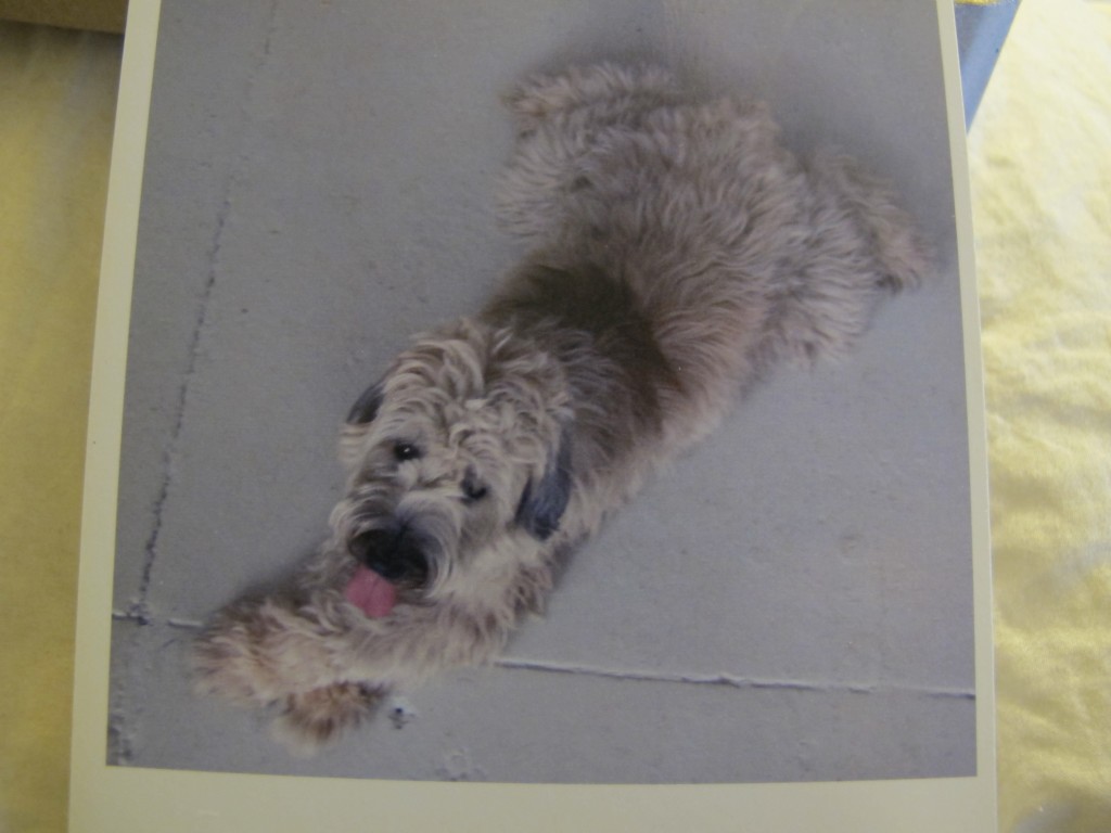 My enduring image of Wooster: crossed paws, frog legs, ready for whatever’s next.