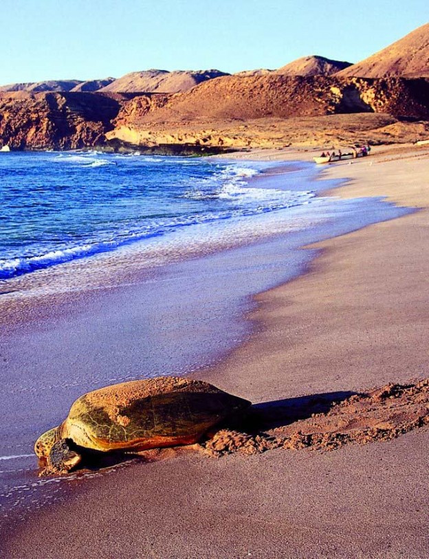 If you don’t know much about Oman and its wildlife, here’s a taste: One of the sea turtles that nest at the Ra’s al Hadd Turtle Reserve on the Indian Ocean. Some 30,000 turtles nest here, as many of 13,000 of whom migrate in from the Arabian Gulf, the Red Sea and the East African coast.