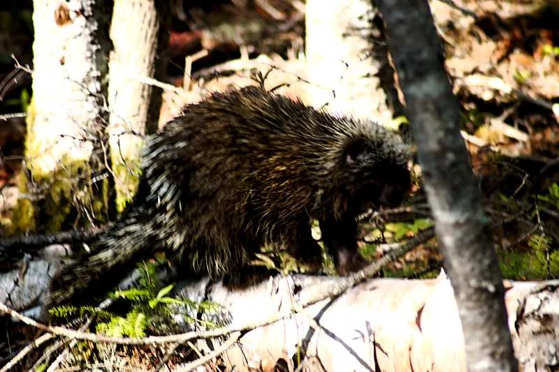 One of the many porcupines that live at or near the SERC Institute.