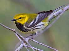 A black-throated green warbler.