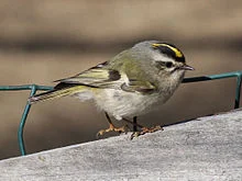 A golden-crowned kinglet.