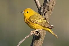 A yellow warbler