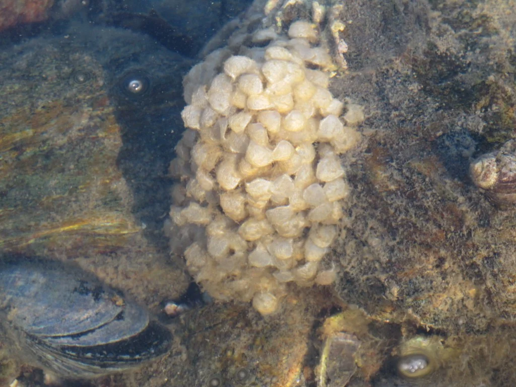 I meant to include this in the last blog post. In our tidal walk Pamelia and I saw this apparent cluster of eggs attached to a rock. Each egg (if that’s what they were) was about the size of your fingernail. I saw an article suggesting that they might be clam eggs—which would make sense, given all the clams in the bay. But can any of you confirm what they are?