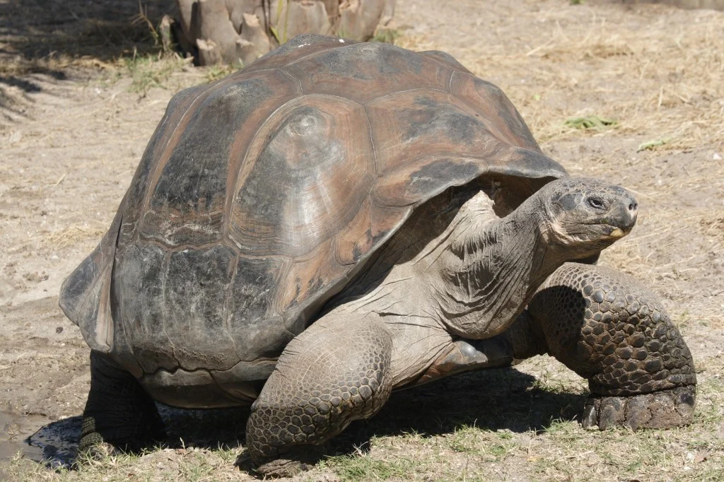 This giant tortoise is from the Galapagos Islands, where Notebook team member Julie Olbrantz’s parents just had some extraordinary nature-watching experiences.