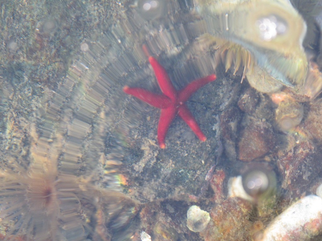 We started seeing the red starfish (or sea stars) that seem to be here—or to be that color—only at certain times of the year.