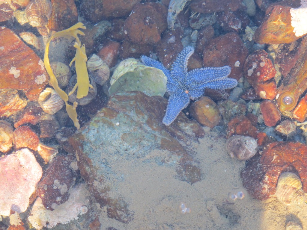 By going far from shore we also saw blue sea stars. Pamelia was shooting new images for her low-tide photo series for The Naturalist’s Notebook. This shot wasn’t good enough to make the cut; you’ll see far cooler images if you come to the Notebook this year.