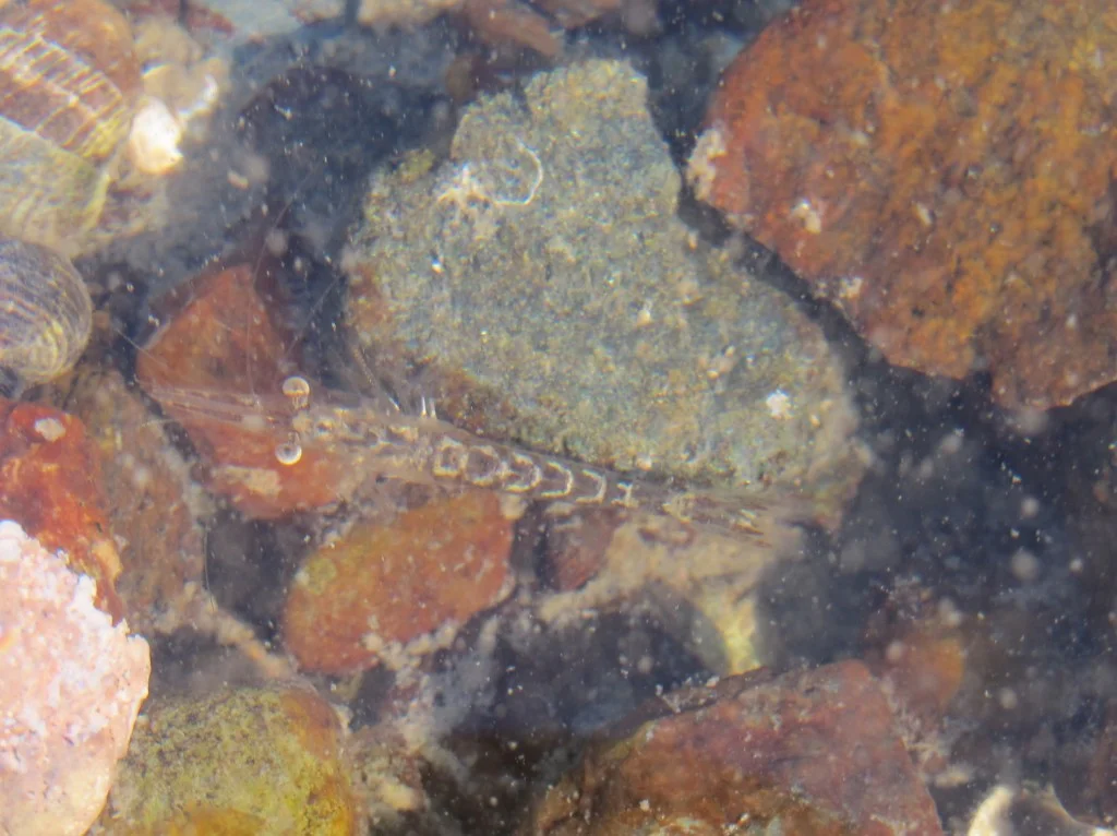 This mini-crustacean—a young shrimp?—faces a challenging life because of all the hungry predators in the bay.