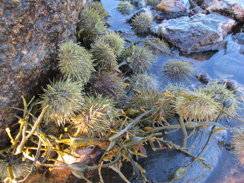 A cluster of sea urchins.
