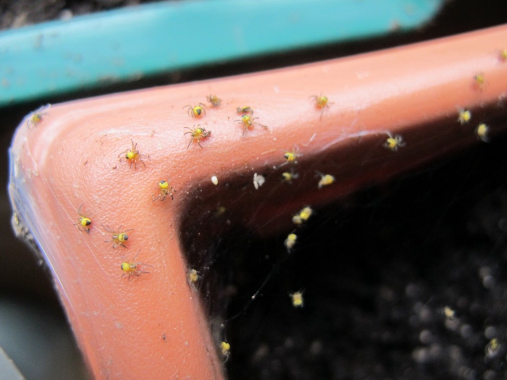 We planted our dozens of dahlias indoors to give them a jump start on the season. Within hours, tiny yellow spiders appeared. I’m guessing that they were dormant in the potting soil and came alive in the heat of the house. Within a few days their numbers had swelled to the hundreds and they had woven a six-foot-by-10-foot web. Before our house turned into an arachnophobe’s nightmare, we took the plants outside for an afternoon and set the spiders free. We think they might have been argiope aurantia, also known as black-and-yellow garden spiders or corn spiders.