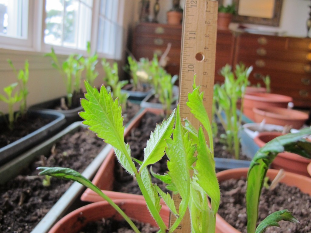 Because the dahlias started growing fast, I put a ruler in one pot to measure the height. Notice that the highest point on this dahlia is nine-and-three-quarter inches. Check out the next picture.