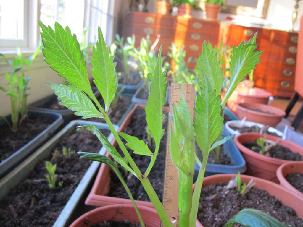 This is the same dahlia two days later. I would estimate that the highest leaf is now about 15 inches. That’s more than five inches of growth in 48 hours. Which makes me wonder….