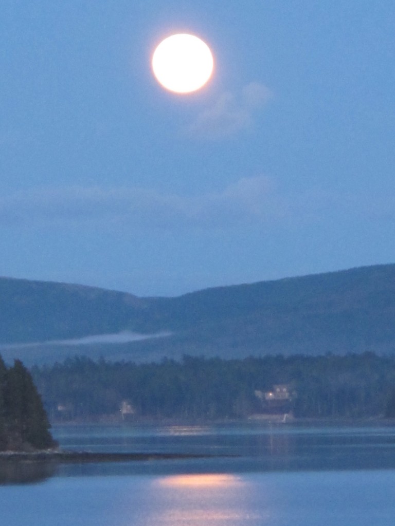 …whether last weekend’s so-called supermoon—the biggest full moon of the year because the moon is so close to the Earth right now—might be aiding the plants’ growth in some way. Farmers have planted by moon cycles for centuries, and some research has shown that in times of especially strong lunar gravity (such as now, causing the dramatic tides) water rises higher in the soil. Might that extra-strong pull also help lift water up into plants, speeding growth? Just a hypothesis. Maybe dahlias just like our living room.