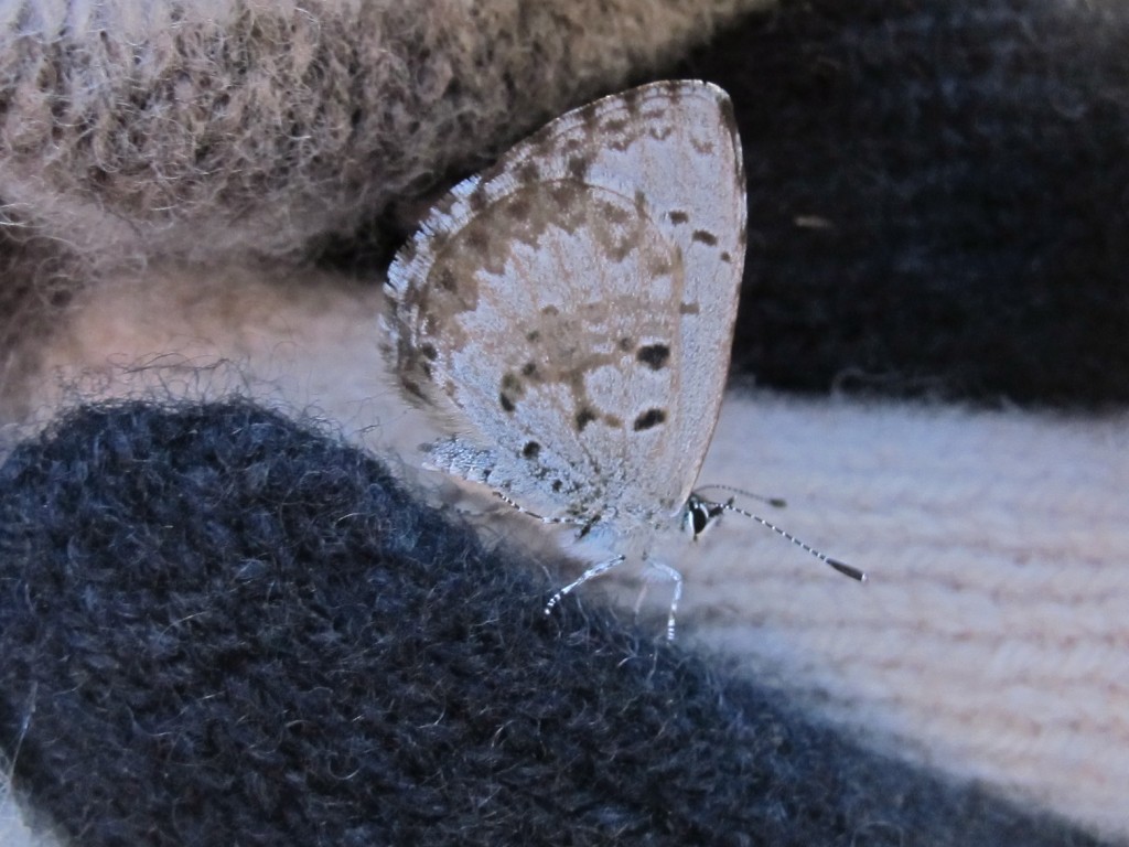 On a walk, Pamelia and I spent time studying one of the many small blue moths that were flitting around. I say blue because the other side of this moth’s wings are strikingly blue. This side provides camouflage in the woods. The black-and-white striped legs and antennae reminded us of the color pattern made famous in the buildings of Siena in Italy (which in turn were inspired by the black-and-white horses belonging to that city’s mythological founders).