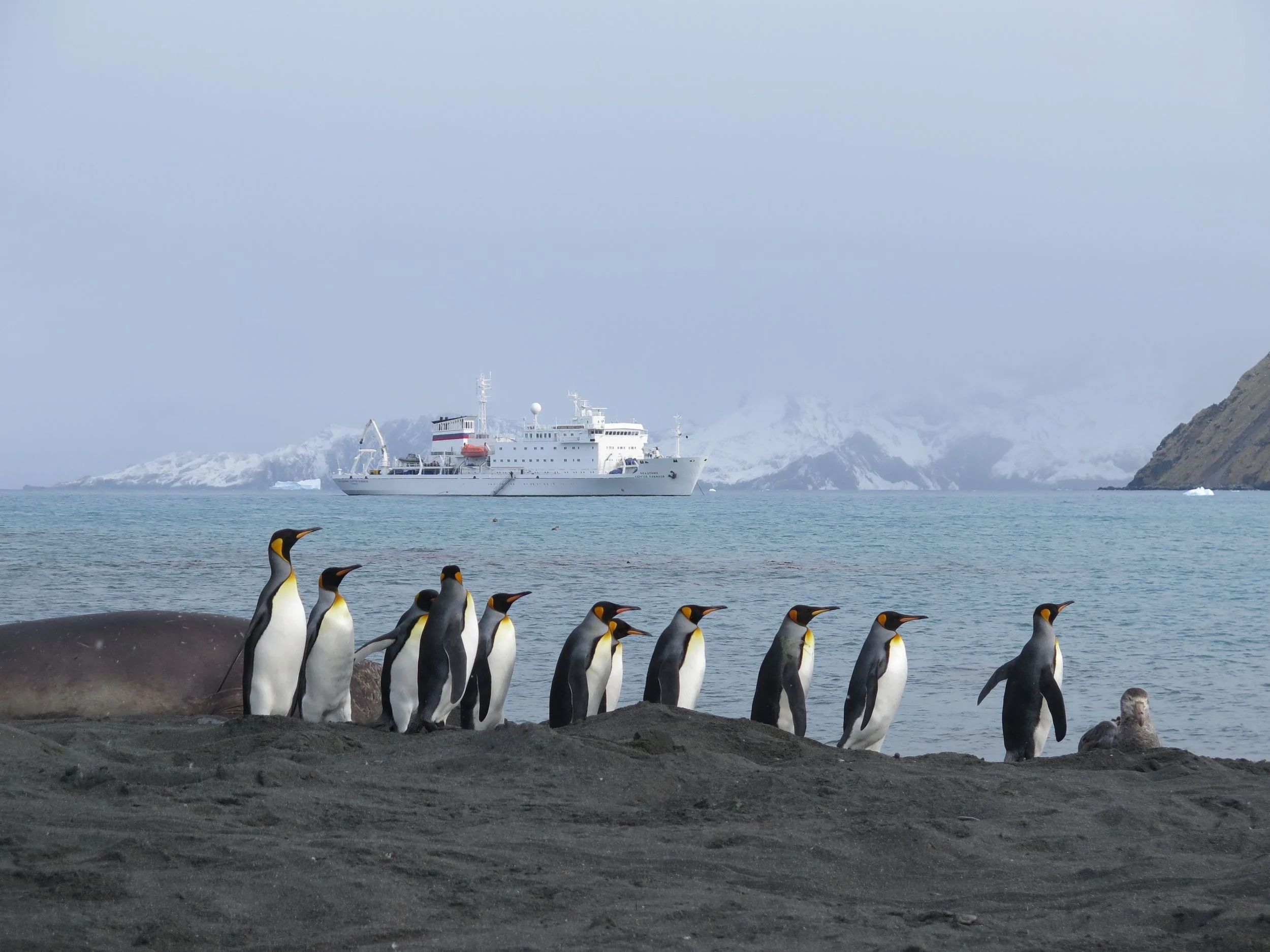Speaking of which, king penguins—whom we had seen by the hundreds of thousands breeding and molting just a few hours earlier at St. Andrews Bay on South Georgia ( see previous post, below )—were amassed on the beach at Gold Harbor. That's our wonderful floating home, the Sergey Vavilov , in the background.