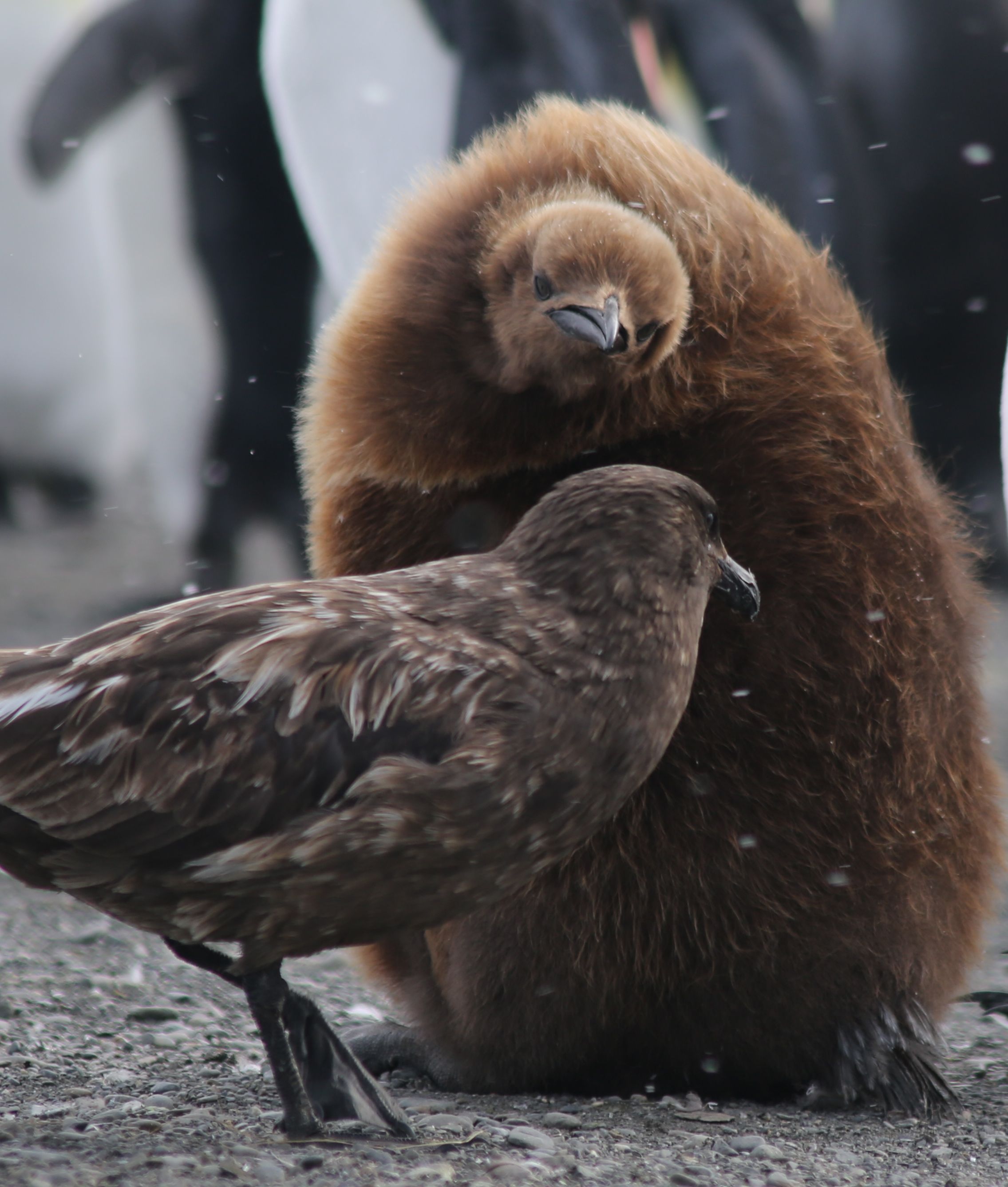 One king penguin chick shooed away a skua that seemed to be ominously eyeing him for lunch.