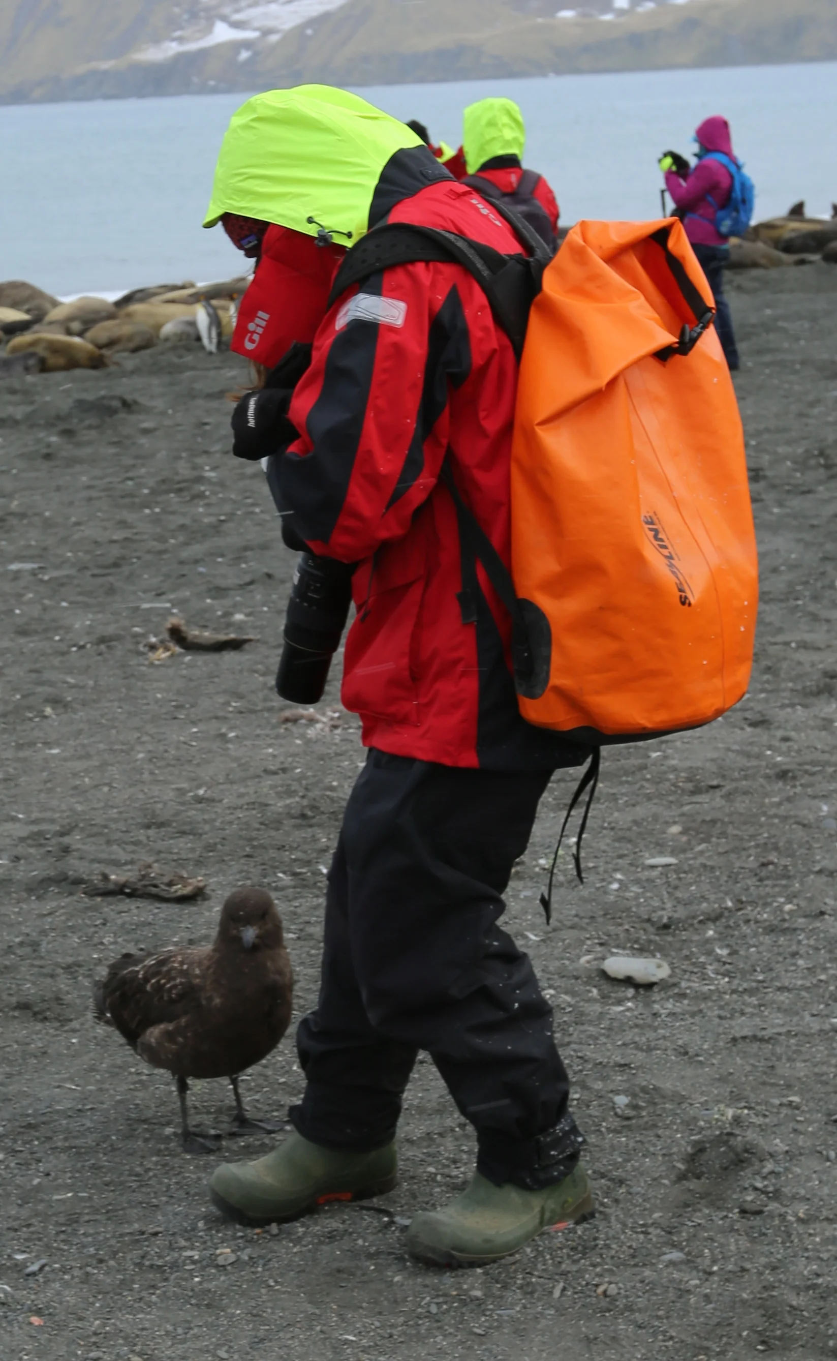 This skua was attracted to Pamelia and nearly landed on her head—no small matter for either of them, given that skuas have a four- to five-foot wingspan and weigh about 17 pounds (more than a bowling ball). Instead he plunked down on the ground just a few inches from her feet and, in yet another unforgettable experience, stayed there for a long time staring up at her. (Pamelia was not photographing him, by the way; she was frozen in place watching him.)