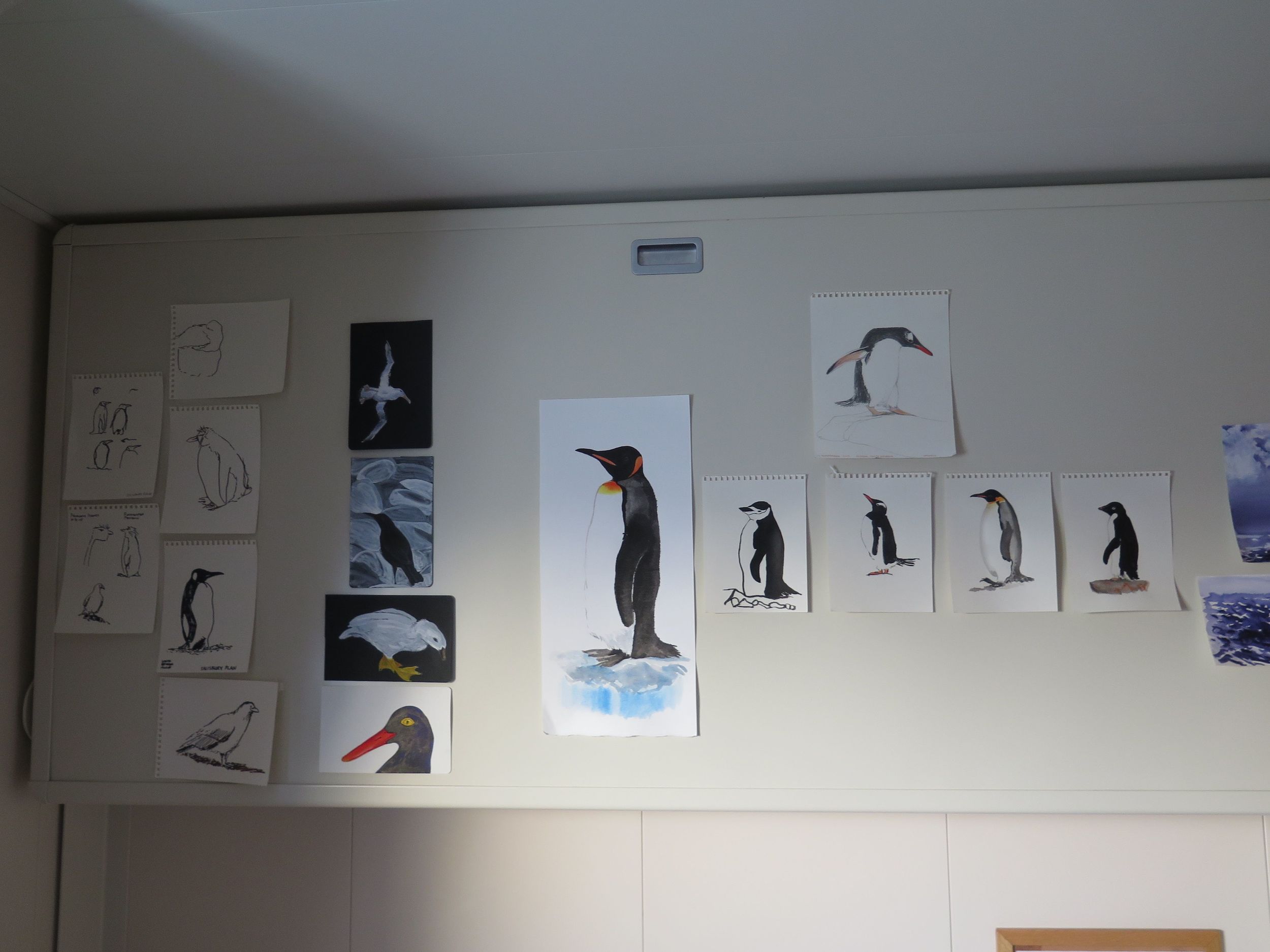In our cabin, the gallery of Pamelia's penguin and Falkland Island bird studies was growing. That large study in the middle was her second time-lapse attempt at a king penguin—and still she felt that she did not get it right. But that's why you do multiple studies.