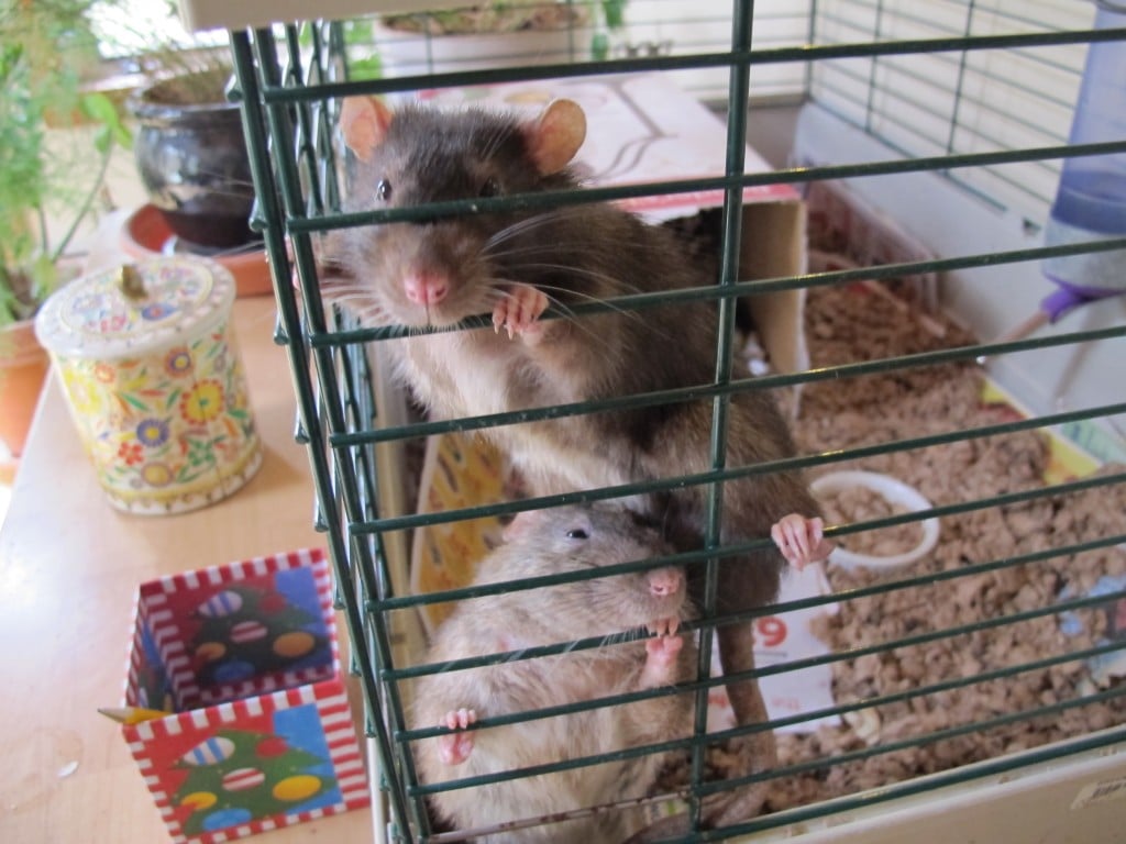 Bernd's pet rats seemed delighted to meet us, as did a pair of friendly dogs.