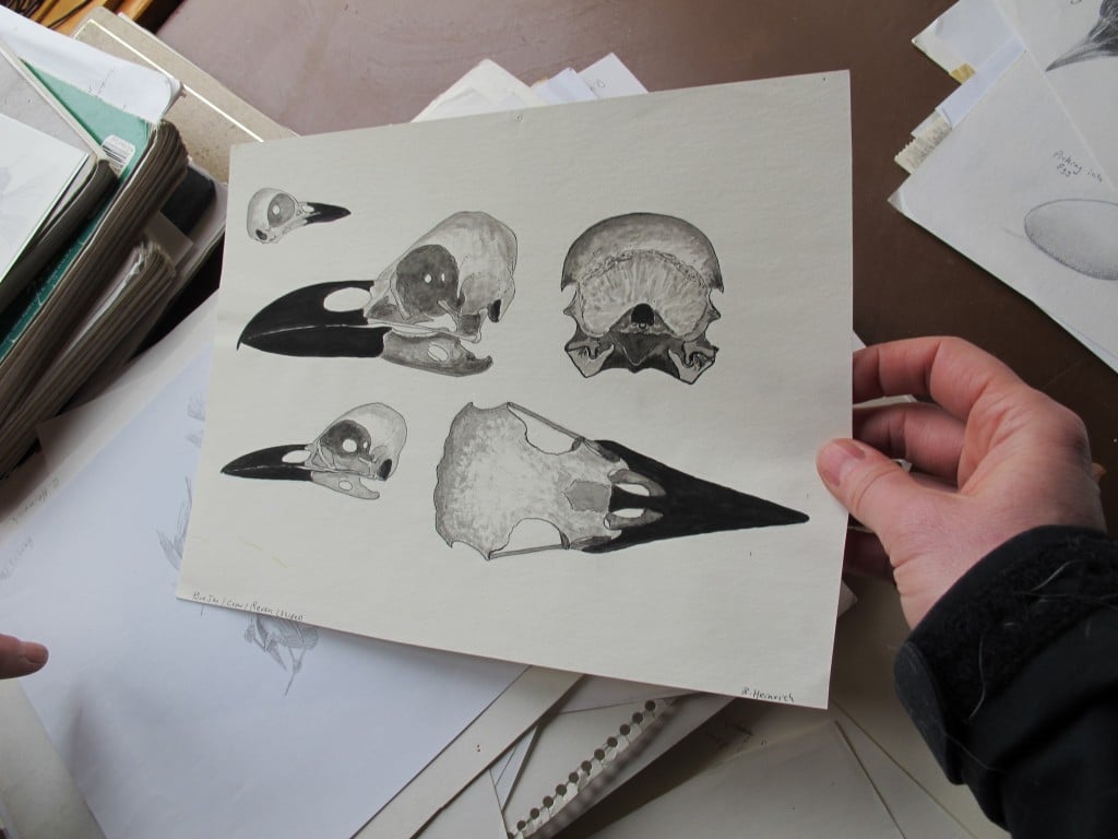 This illustration shows the skulls of a blue jay (upper left), a crow (lower left) and a raven, all members of the corvid family.