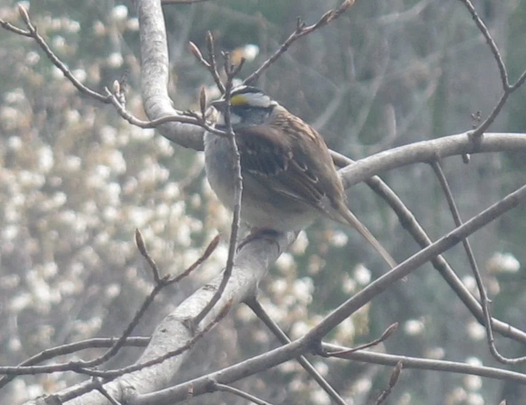 As we were getting ready to leave, we saw what Bernd said was the first white-throated sparrow he'd spotted this year.