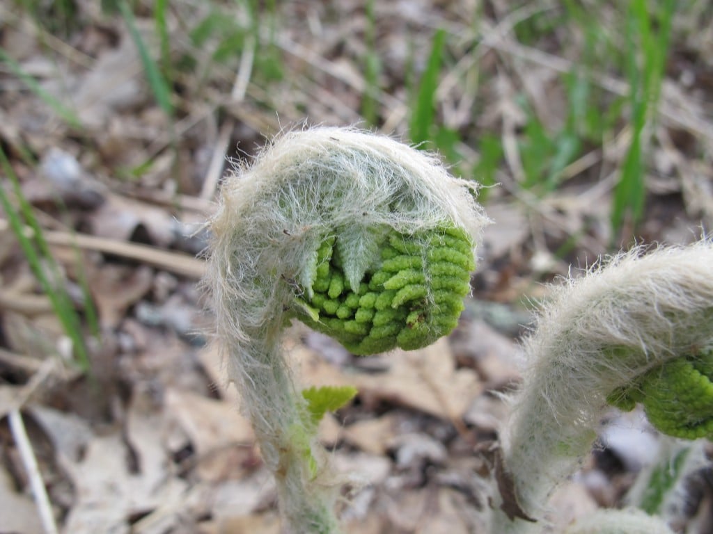 A fine forest fern fiddlehead face, unfurling—future fire fuel?