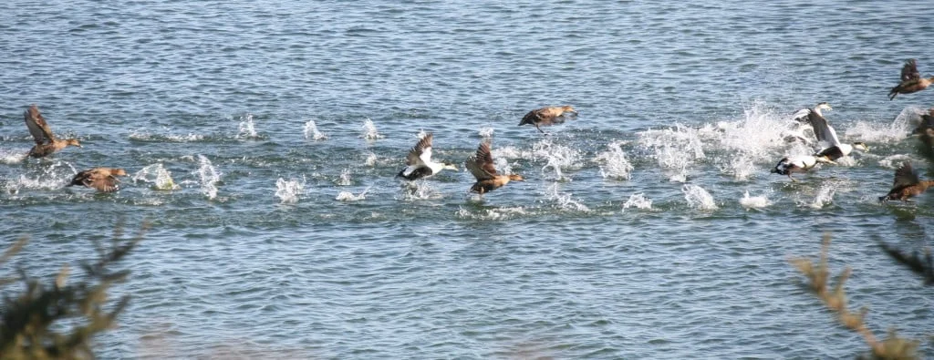 Some of the birds took off when a hungry bald eagle showed up.