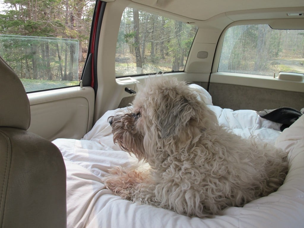 Wooster in her dogmobile.