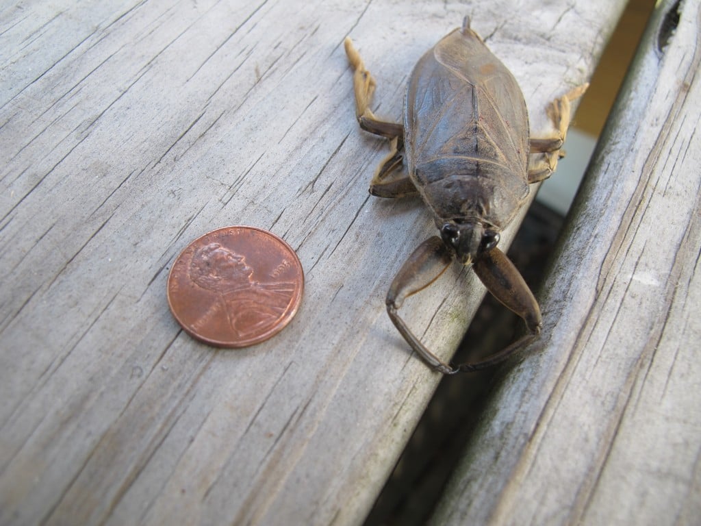 When I first saw it from the corner of my eye, it looked so large that I thought it was a mouse.